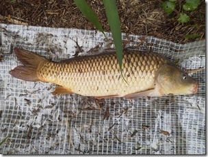 koi20120805-6
