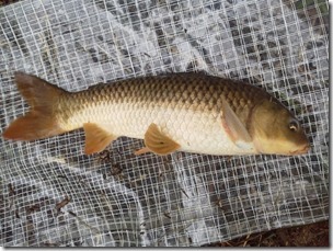 koi20120805-7