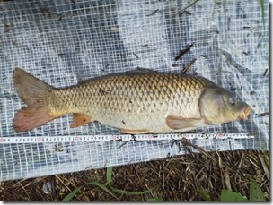 koi20120805-9