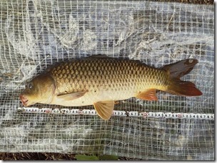 koi20120630-10