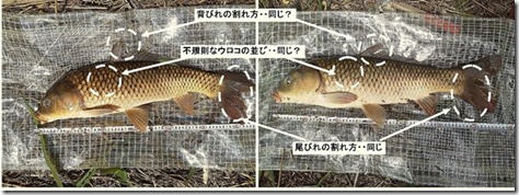 koi20120630-5-1_2