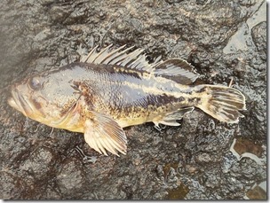 akaiwa20120506-4