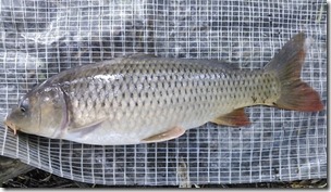 koi20130929_1020