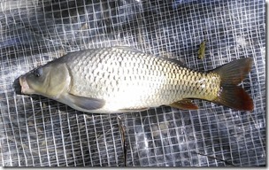 koi20130929_1210