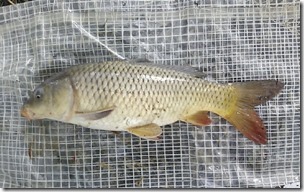 koi20130929_9 59