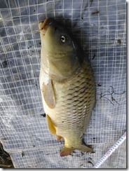 koi20131006-11