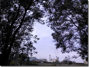 koi20131006-7