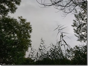 koi2021091209
