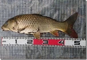 koi2021091221