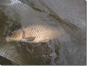 koi2021091222