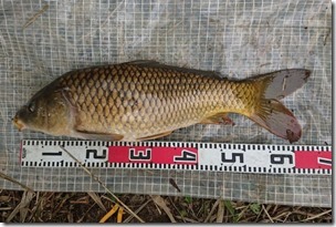 koi2021091223