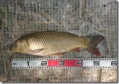 koi2021090521