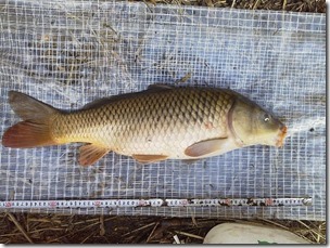 koi20121027-4