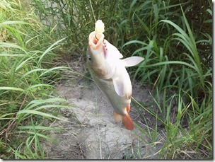 koi20120729-2