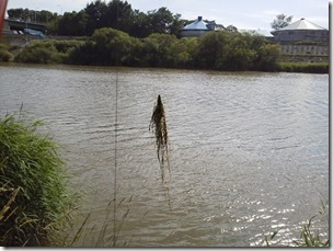 koi20120815-3
