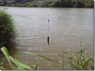 koi20120815-6