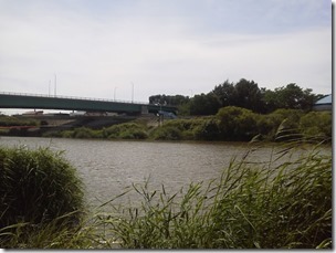 koi20120815