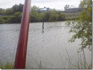 koi20120624-8