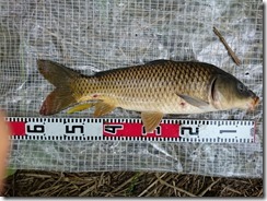 鯉57cm