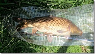 koi20140629