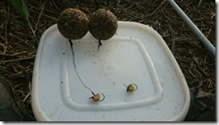 今日のコマセ20160813