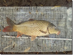 koi20121020-NO2