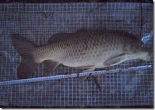 koi20121020-NO5