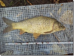 koi20121020NO1