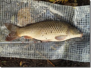 koi20121020NO3