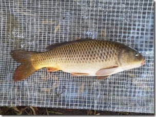 koi20121020NO4