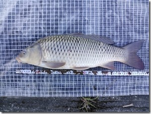 koi20131019-11