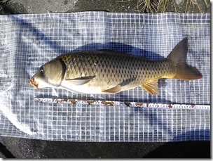 koi20131019-3