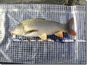 koi20131019-7