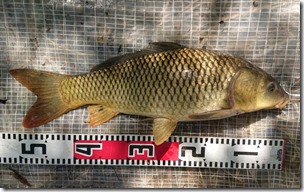 koi2021091129
