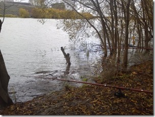 koi20121104-3