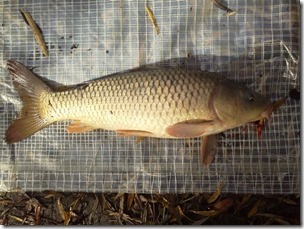 koi20121104-5