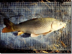 koi20121104-6
