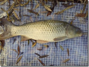 koi20121104-9