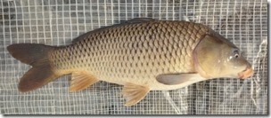 koi20141013-11