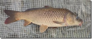 koi20141013-12