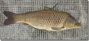 koi20141013-13