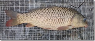 koi20141013-14