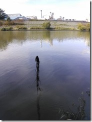 koi20131013-10
