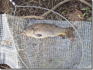 koi20120929-10
