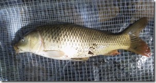 koi20120929-6