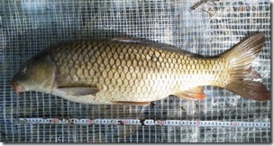 koi20120929-7