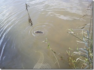koi20120929-8