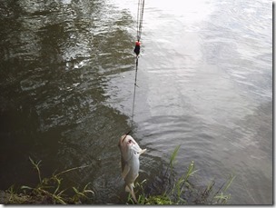 koi20120929-9