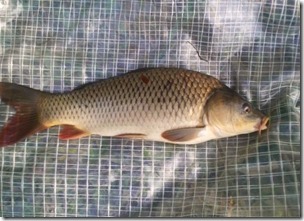 koi20110730-2