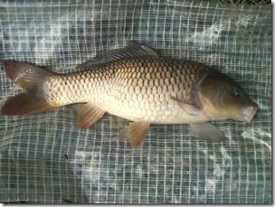 koi20110730-3